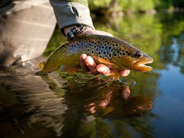 Fliegenstrecke Bärnsteinhof