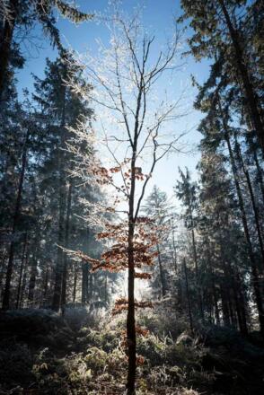 Auch im Winter kann man Waldbaden