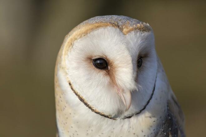 Eule im Tierpark Altenfelden