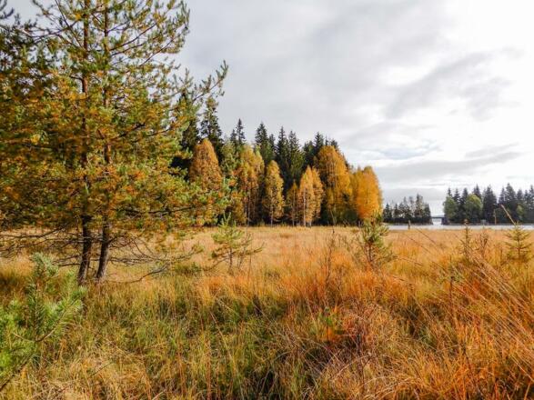 Bayrische Au im Herbst