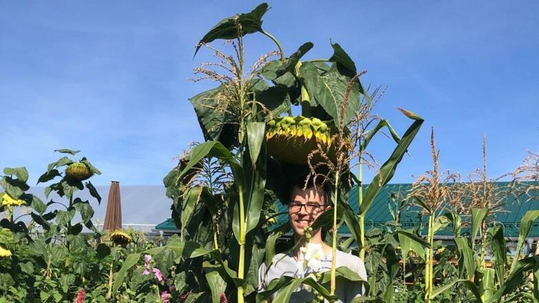 Risensonneblume im Garten