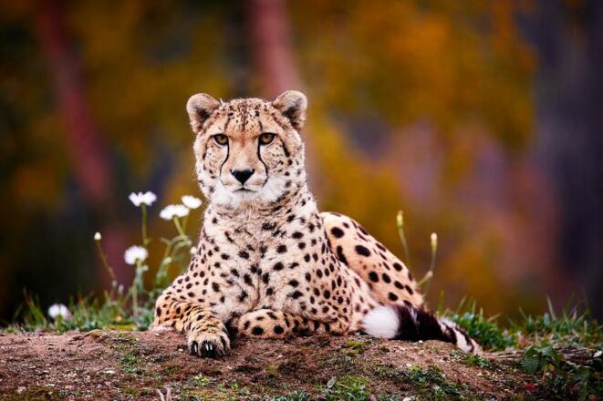 Leopard im Tierpark Altenfelden