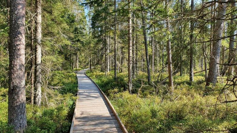 Steg in die Bayrische Au