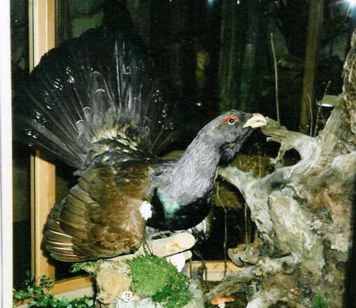 Vogelmuseum - Auerhahn