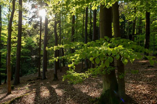 Beruhigende Farben und Lichtspiel im Wald