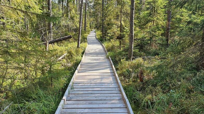 Prügelweg in die Bayrische Au