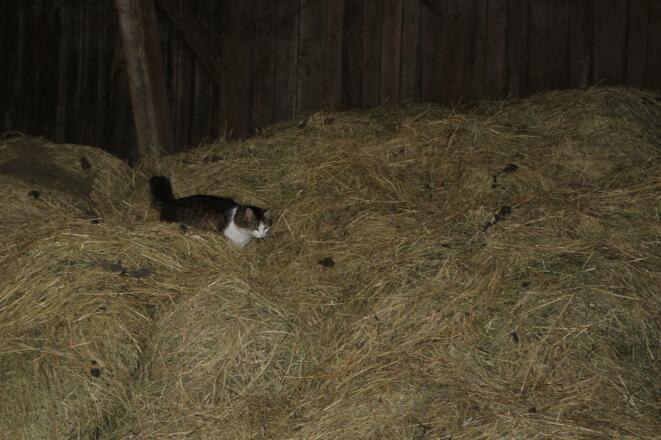 Heustall mit Kater