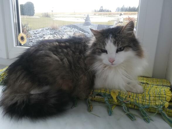 Hauskatze