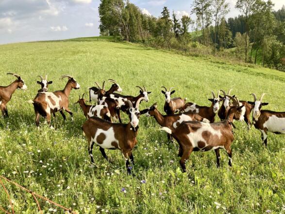 Unsere Ziegenherde