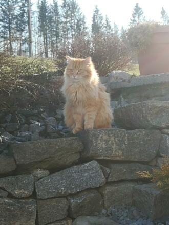Hauskatze