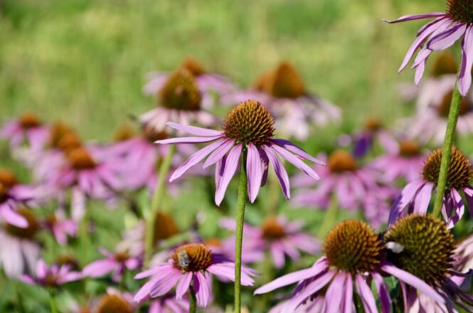Unsere Kräuterfelder