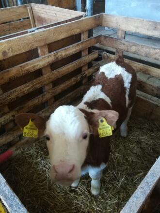 Kalb