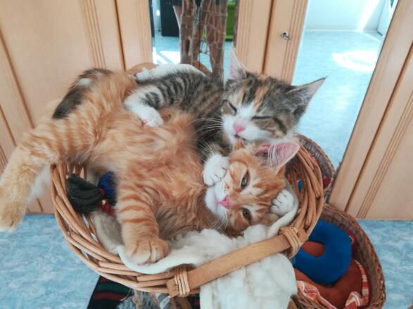Hauskatzen