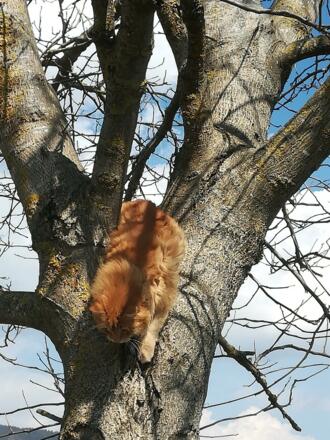 Hauskatze