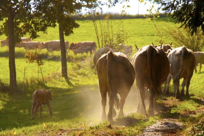 Die Kuhherde