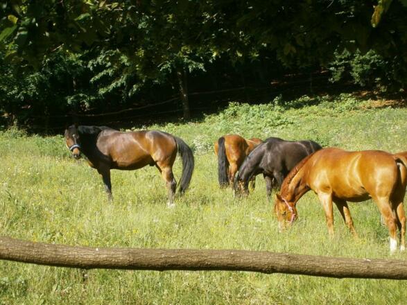 unsere Pferde auf der Koppel