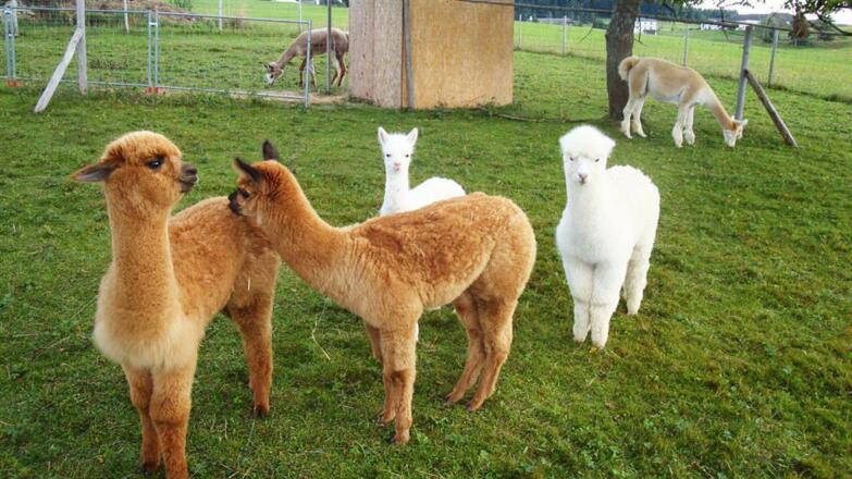 Alpakas in Ahorn