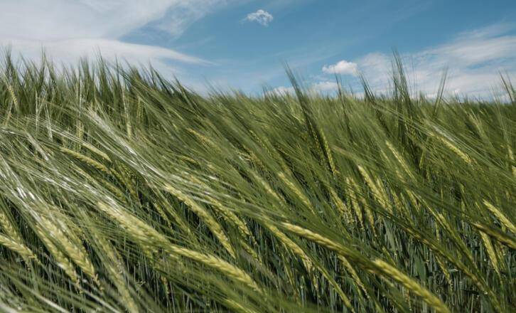 Weizenfeld - Symbolbild