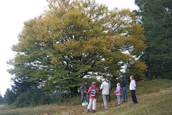 Führung bei der Rotbuche