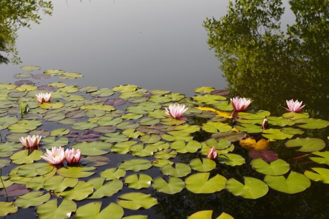 Die Teichrosen stören das Schwimmvergnügen nicht