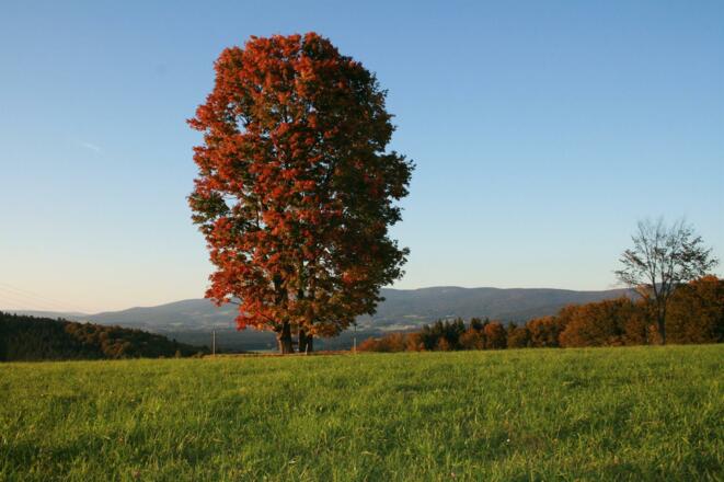60 Jahre alte Bergahornbäume - ruhiger Rastplatz
