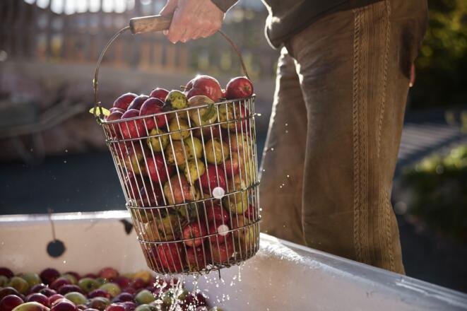 Korb voller Äpfel - Symbolbild