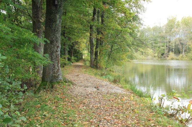 Bäume am Ziegelteich
