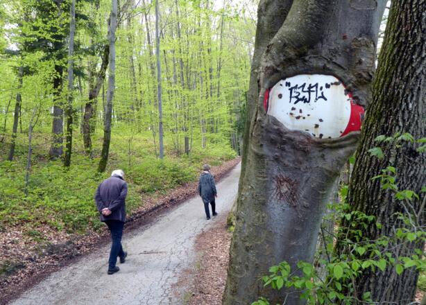 Der Wald ist ein großzügiger Speicher und schluckt Vieles.
