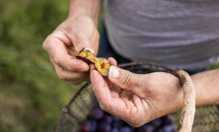 Hände beim öffnen einer Zwetschke - Symbolbild