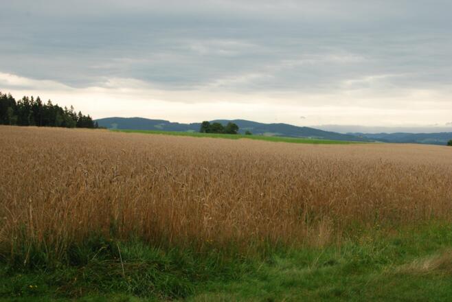 Kraft-Quelle-Baum Afiesl