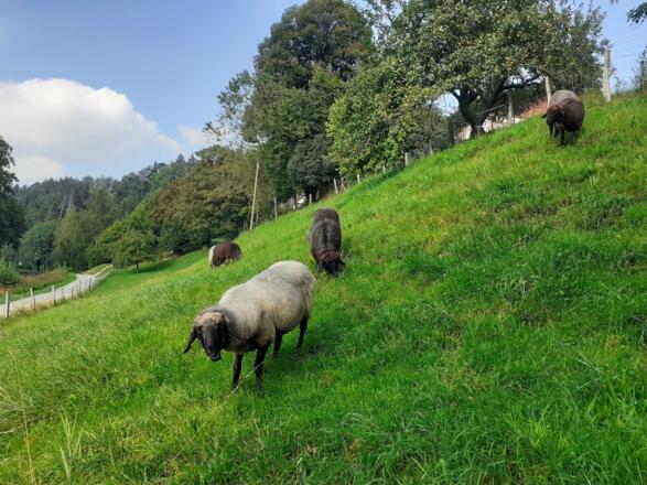 Unsere Tiroler Steinschafe