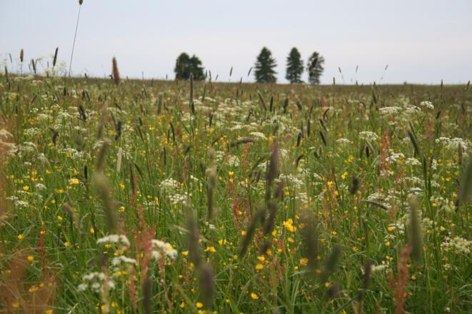 Bergwiesen um Neustadt am Rennsteig