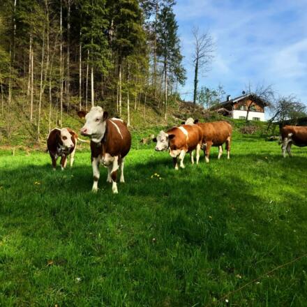 Jungrinder auf der Weide