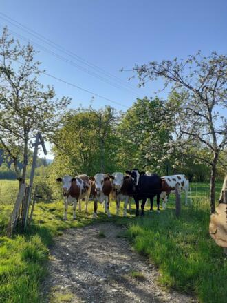 In Frühjahr und Herbst sind Jungrinder vom Betrieb der Eltern auf unserer Weide.pp