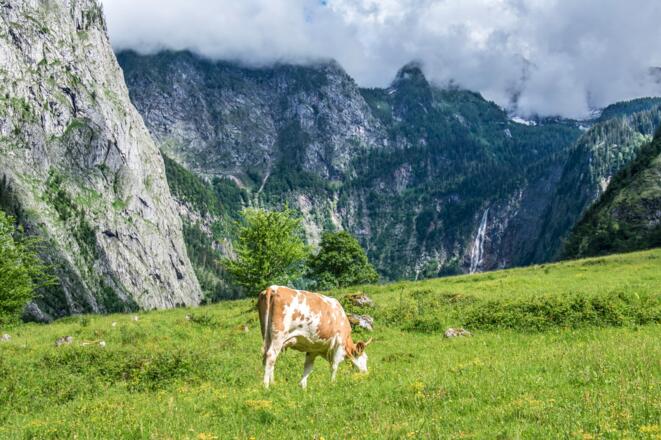 Kuh auf der Saletalm