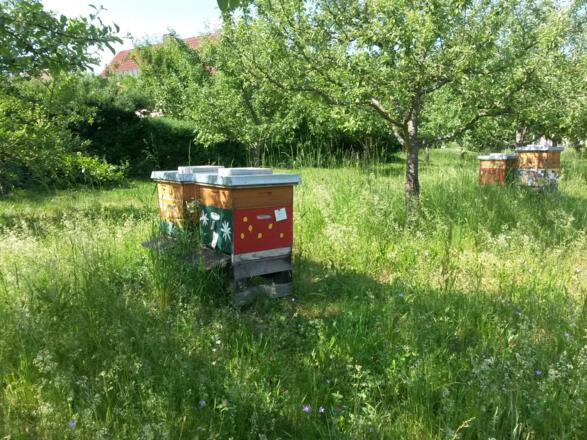 Bienenkästen am Bienenlehrpfad