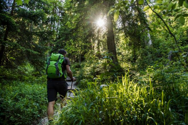 der schmale Steig durch den Wald
