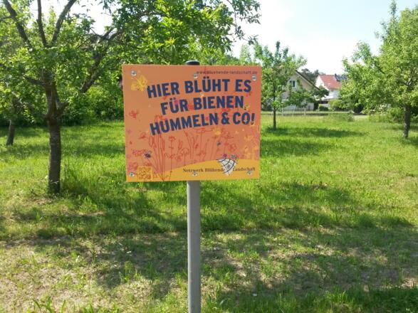 Blumenwiese für die Bienen