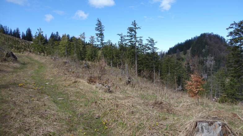 Übergang über die Kuppe am Ziehweg, oben wieder rechts ab zur Senke ~1320m