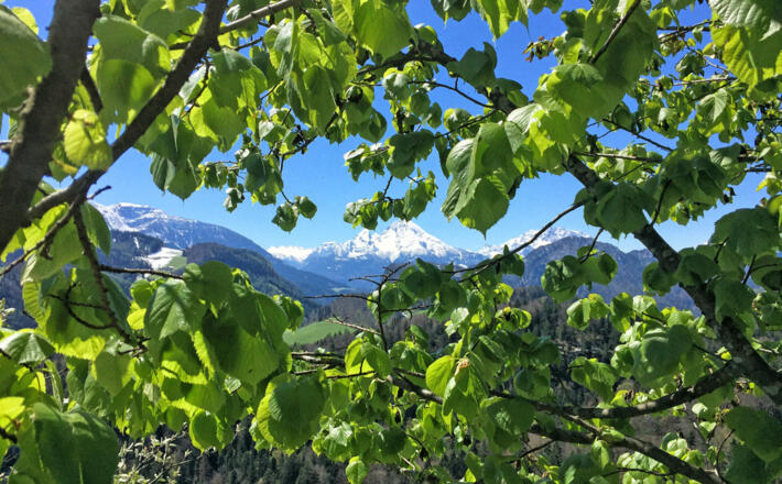 Frühlingshafter Durchblick zum Watzmann