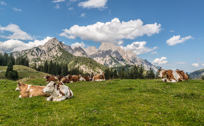 Litzlalm © SalzburgerLand Tourismus