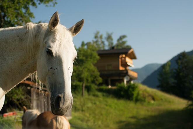 Landhaus Anna mit Pferd