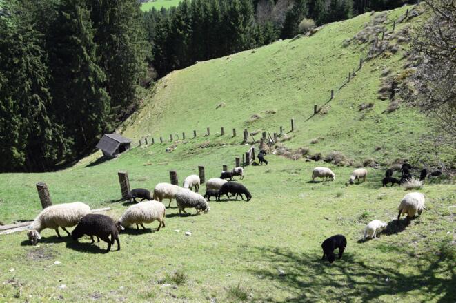 Bauernhoftiere