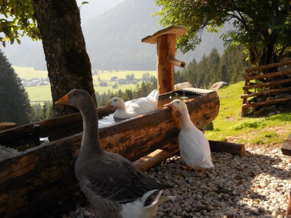 Bauernhoftiere