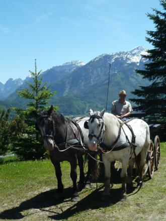 Pferdekutschenfahrten buchbar