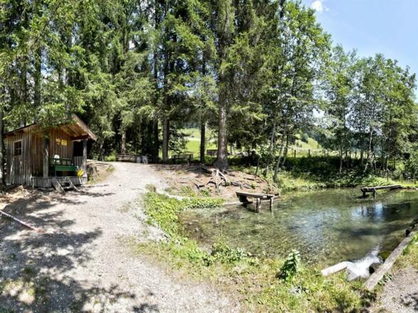 Hauseigener Fischteich