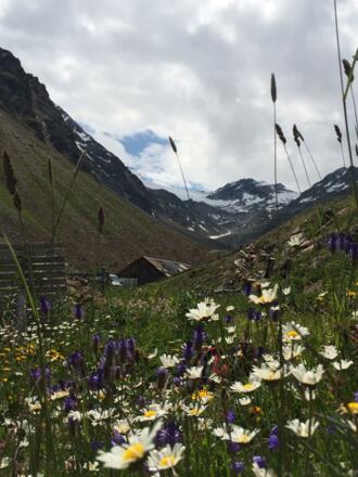 Bergblumen