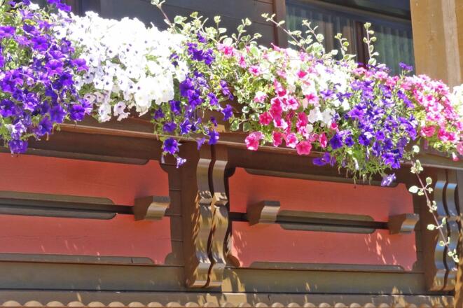 Balkonblumen