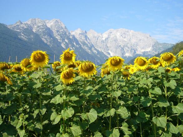 Göllblick mit Sonnenblumen