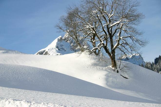 Ahorn mit Künzelspitze